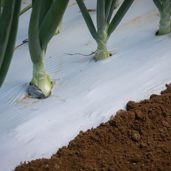 mulch film application